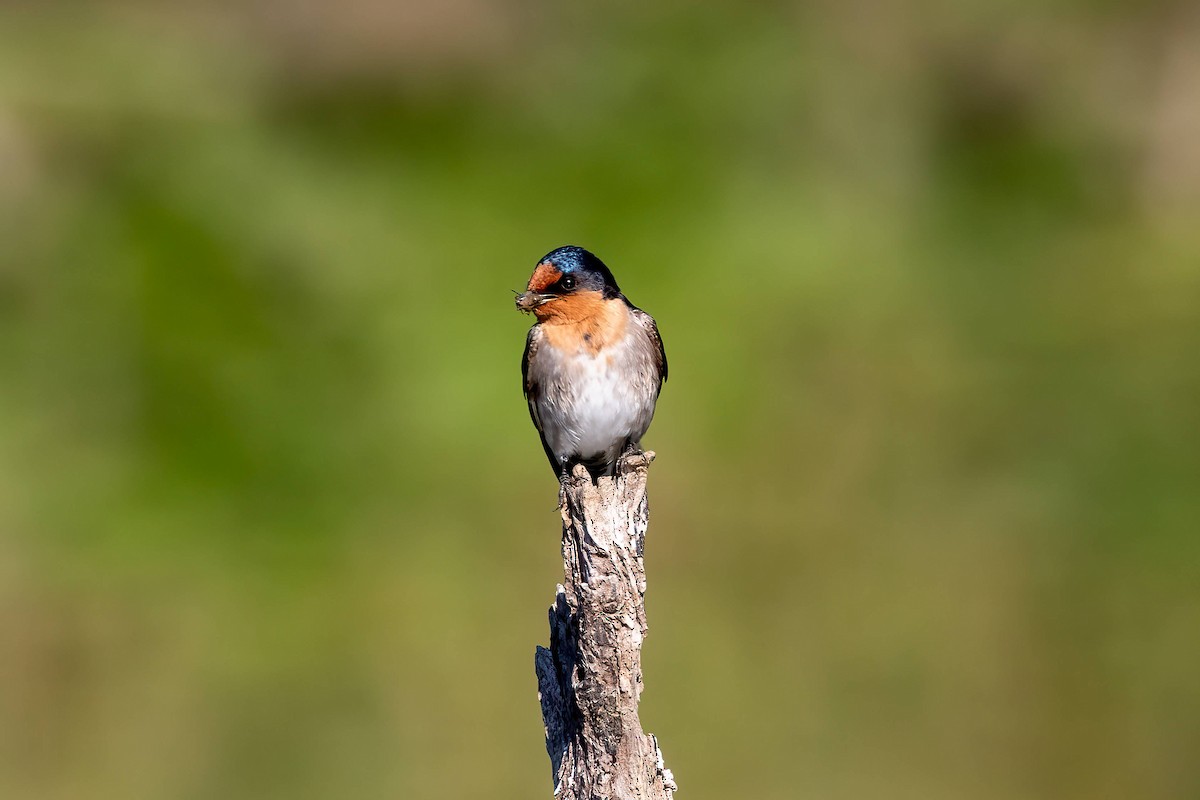 Welcome Swallow - ML640331715