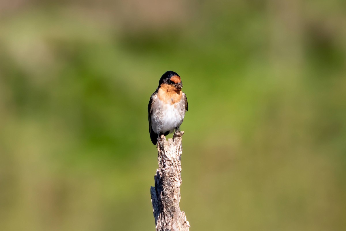 Welcome Swallow - ML640331716