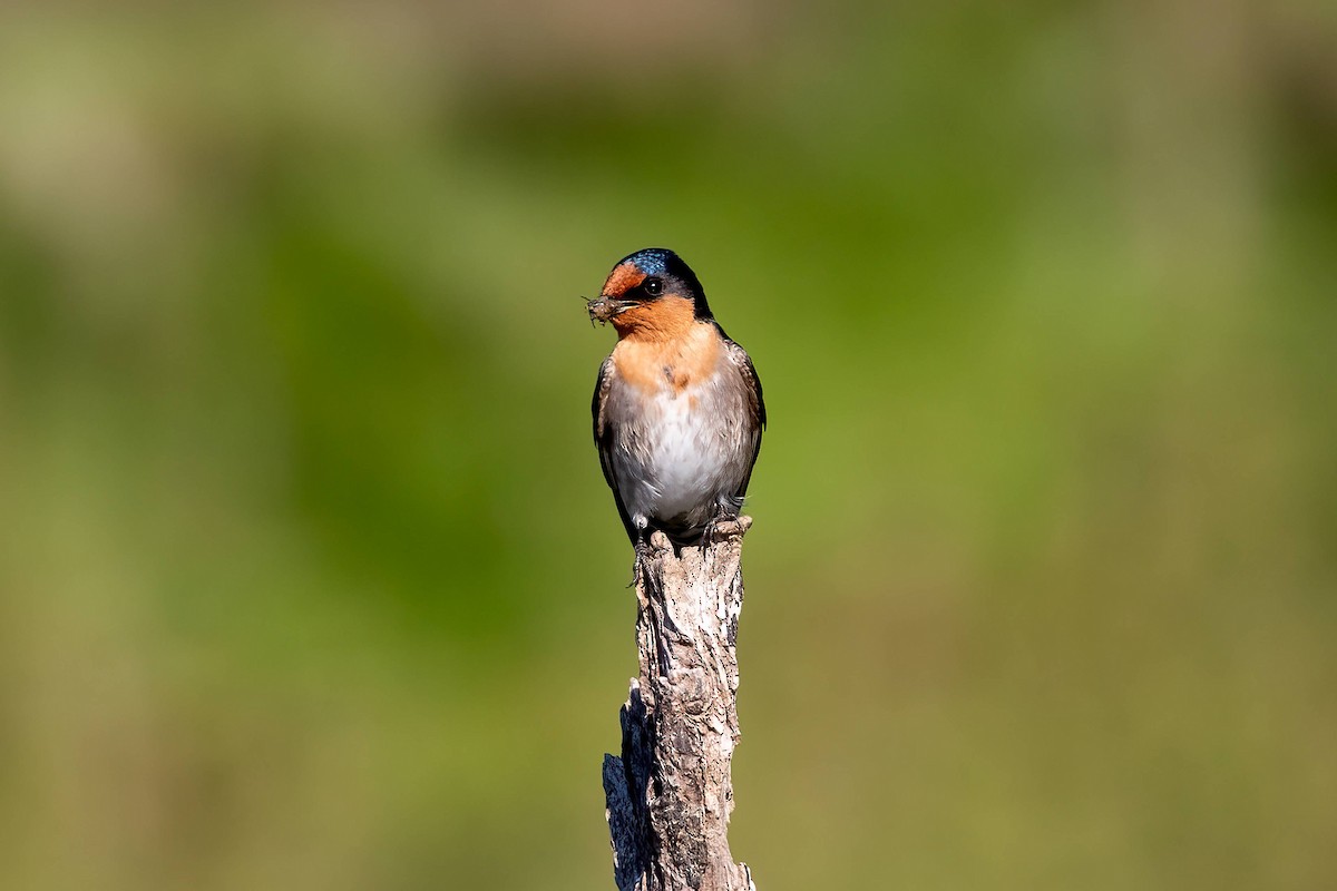 Welcome Swallow - ML640331717