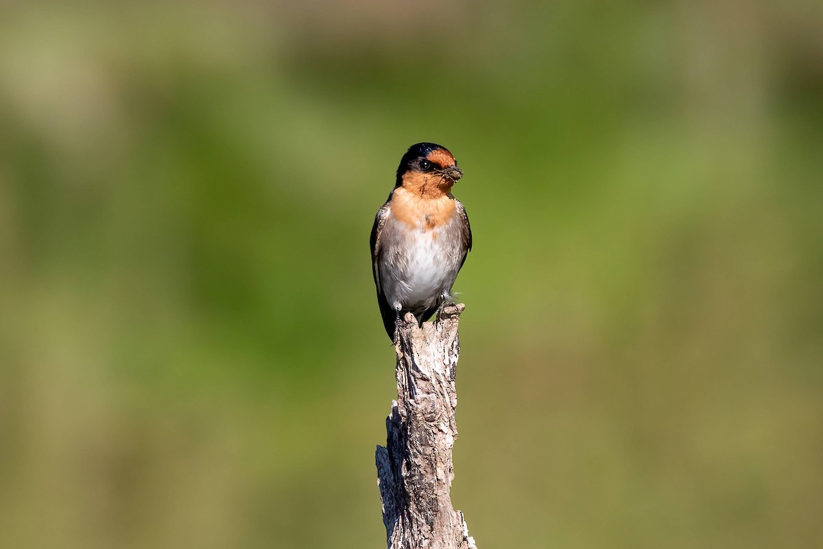 Welcome Swallow - ML640331718