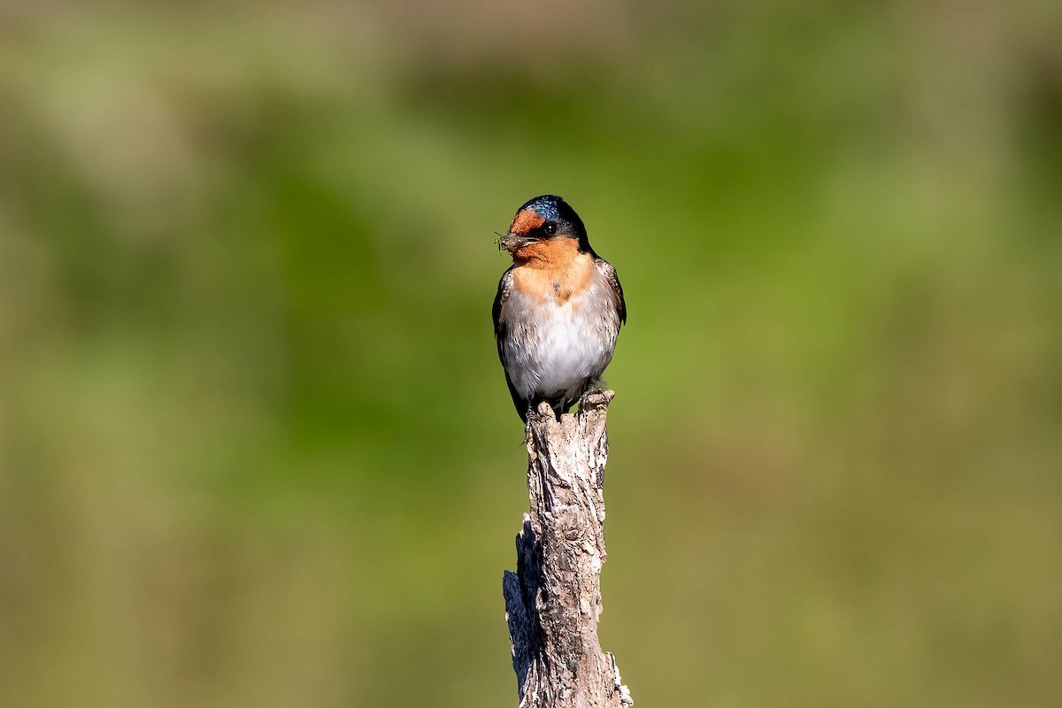 Welcome Swallow - ML640331719