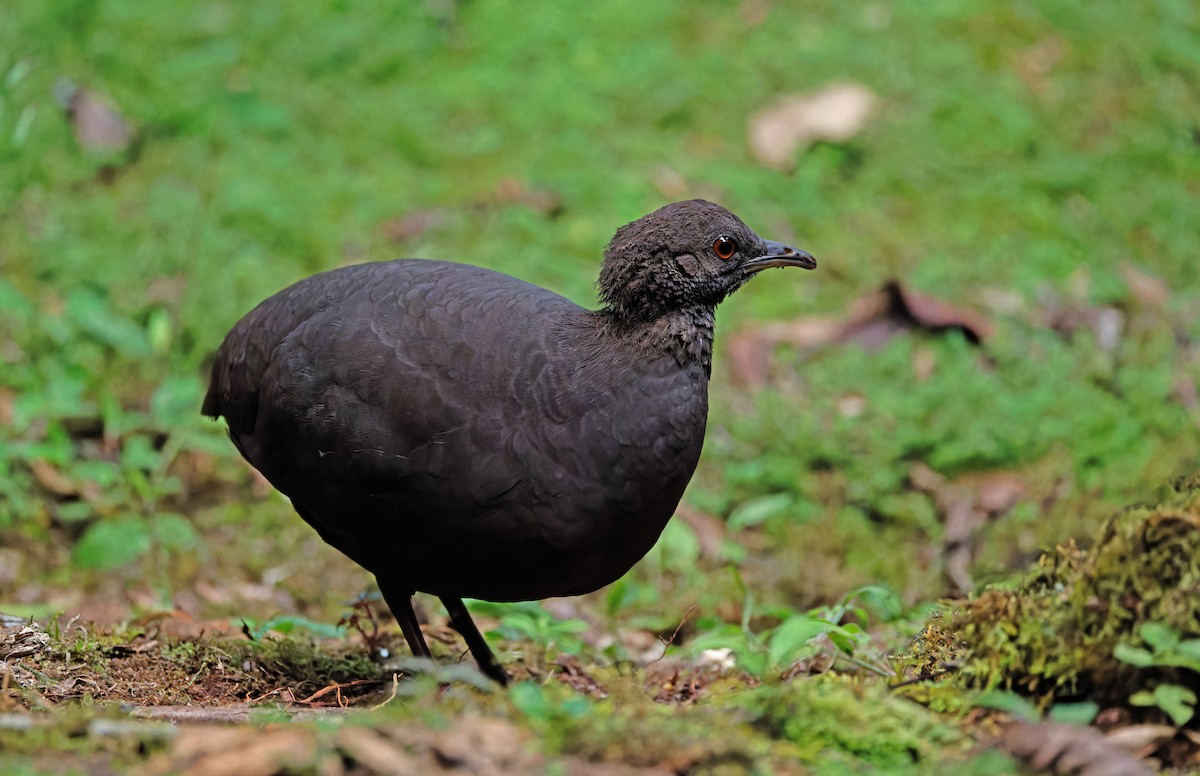 ムジシギダチョウ - ML640331779