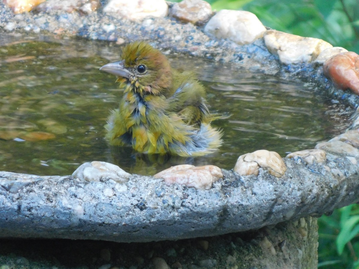 Summer Tanager - ML640331781