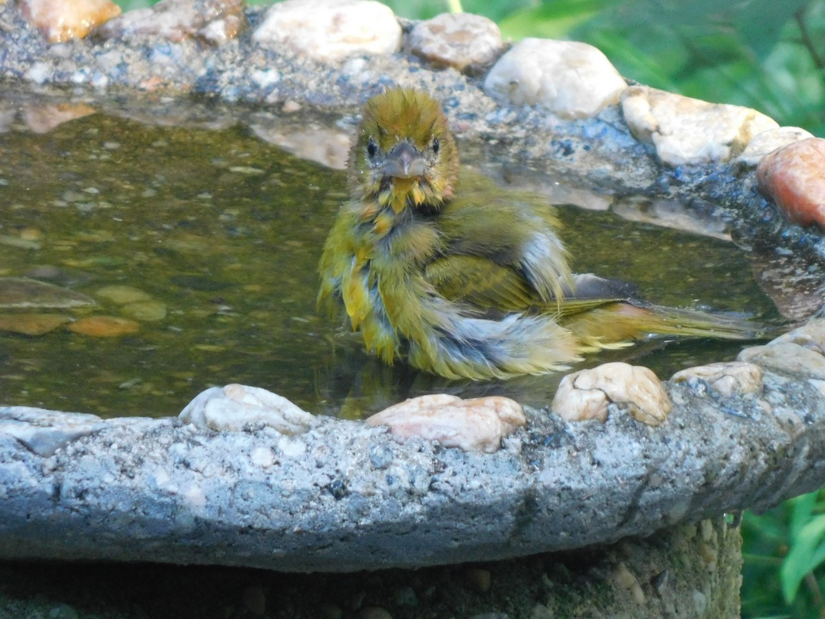 Summer Tanager - ML640331783