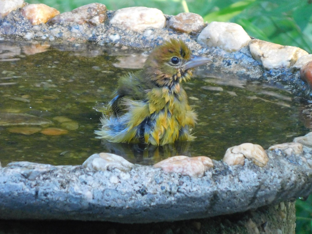 Summer Tanager - ML640331784