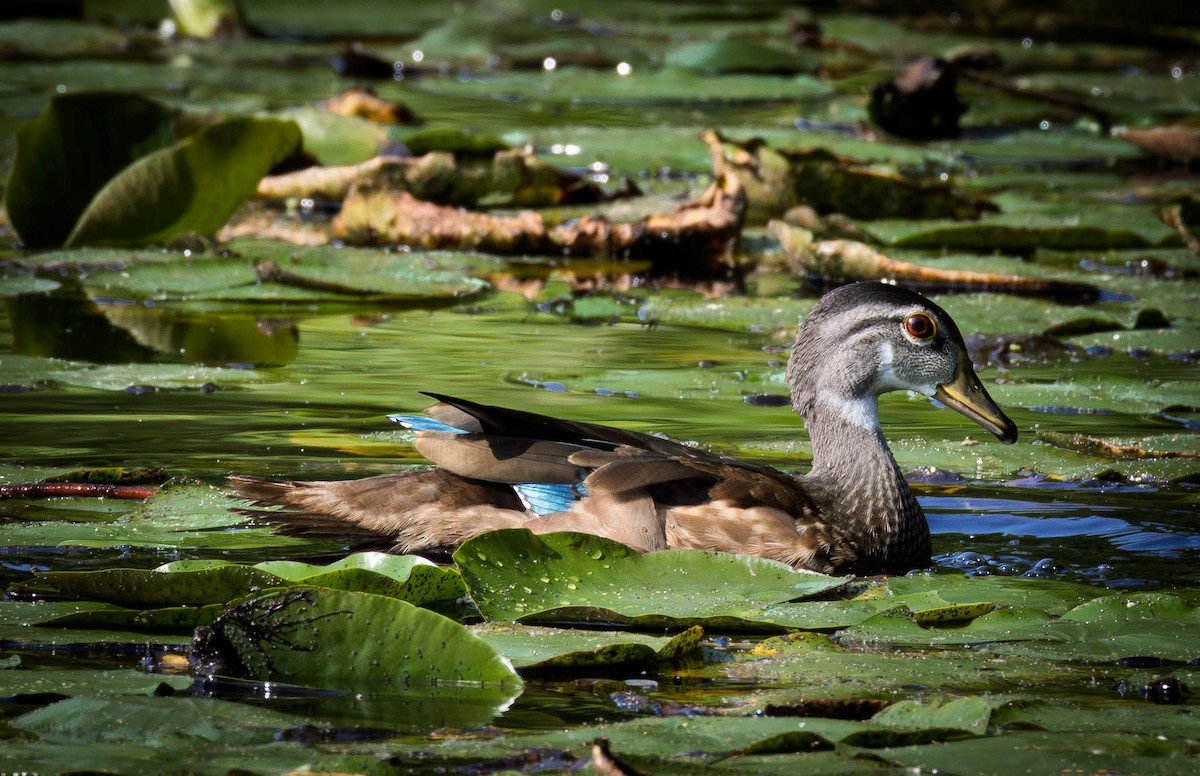 Wood Duck - ML640331818