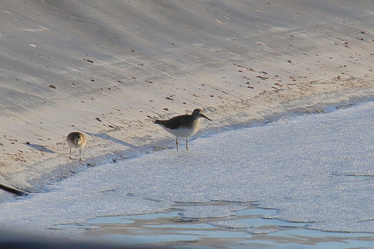 Solitary Sandpiper - ML640331840
