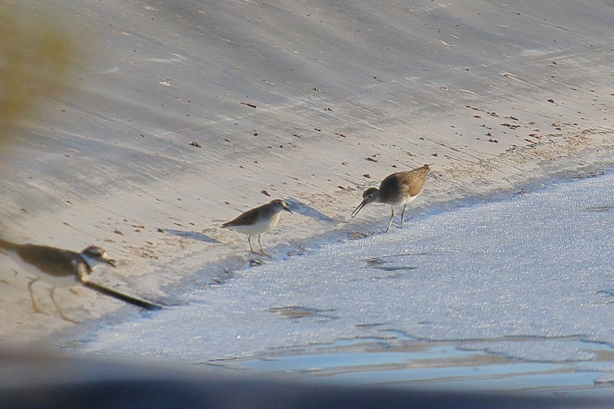 Solitary Sandpiper - ML640331841
