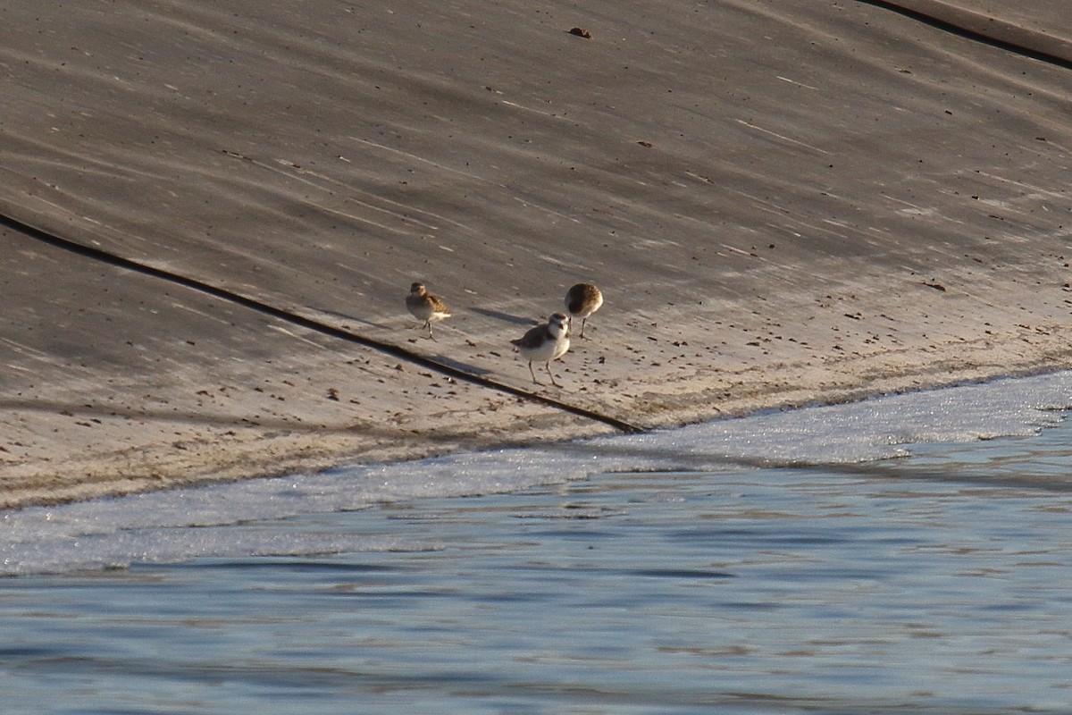 Snowy Plover - ML640331845