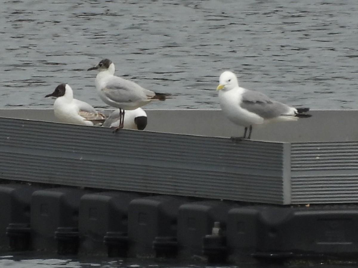 Гурван хуруут цахлай - ML640331926