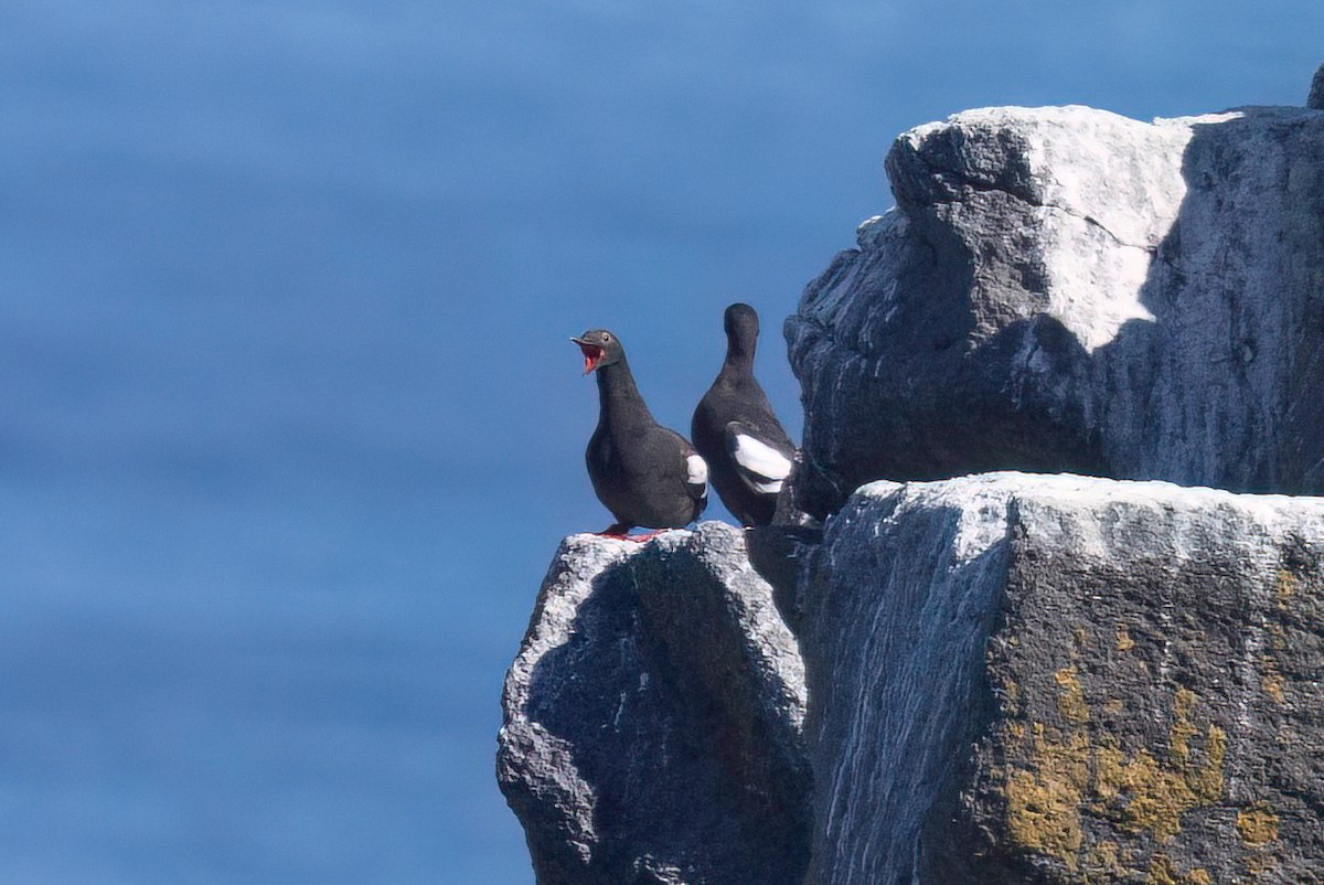 Pigeon Guillemot - ML640331988