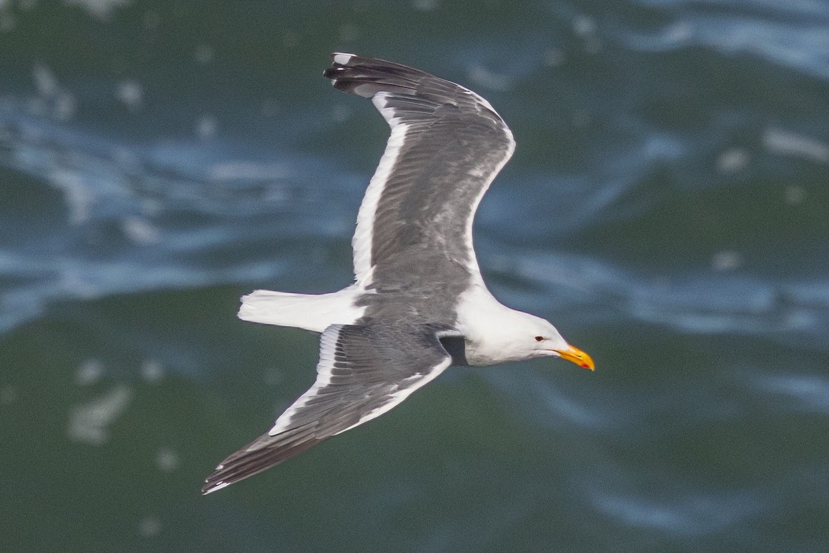 Western Gull - ML640332008