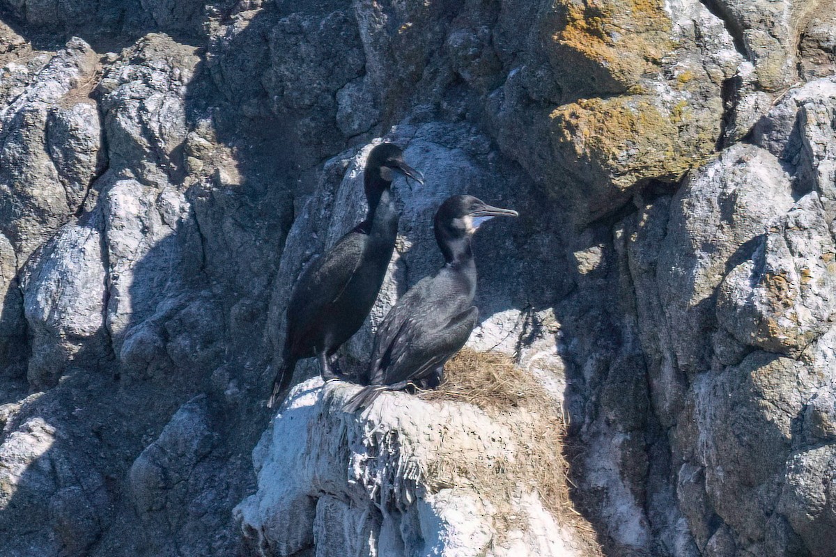 Brandt's Cormorant - ML640332020