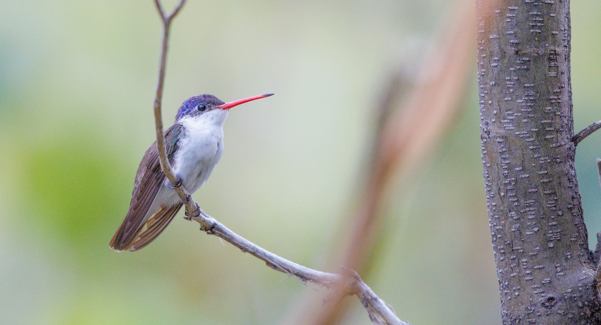 Violet-crowned Hummingbird - ML640332129