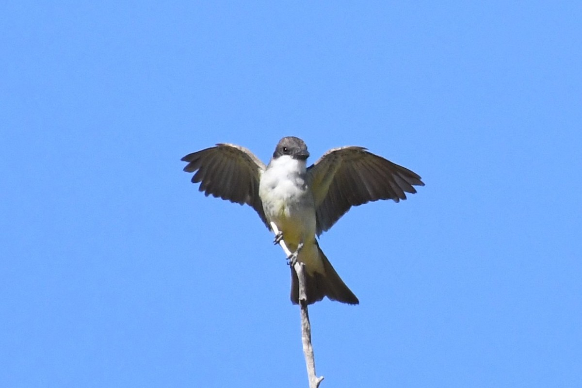 Thick-billed Kingbird - ML640332164
