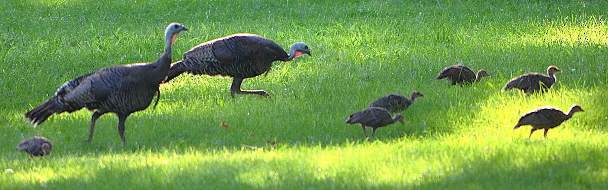 Dindon sauvage - ML640332185