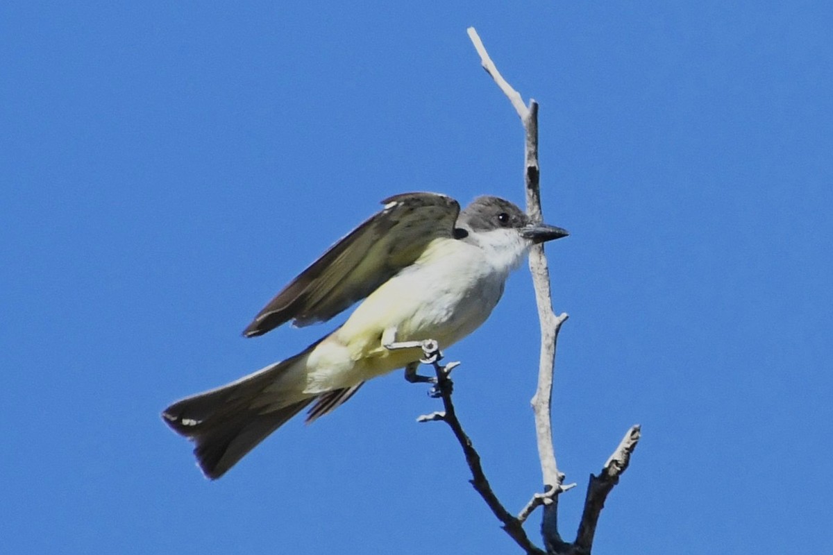 Thick-billed Kingbird - ML640332187