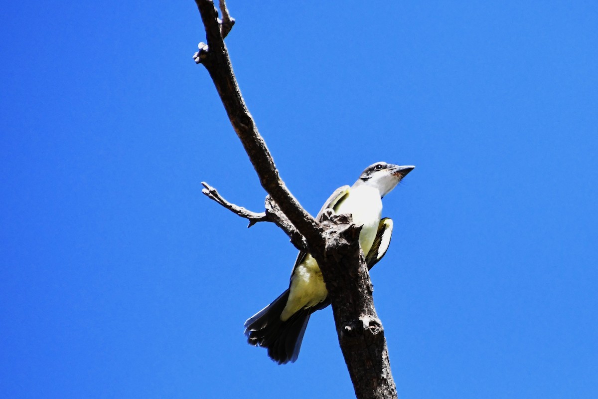 Thick-billed Kingbird - ML640332190