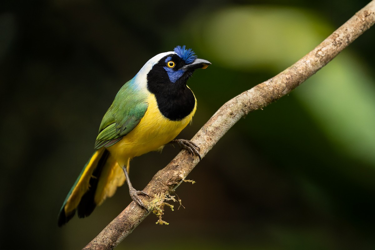 Green Jay - ML640332192