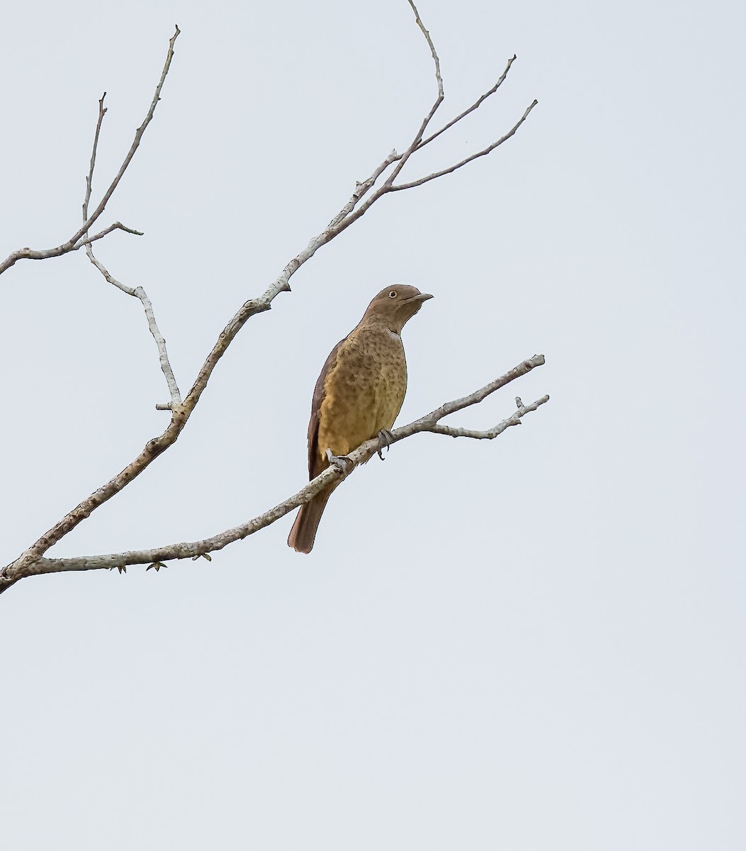 Plum-throated Cotinga - ML640332226