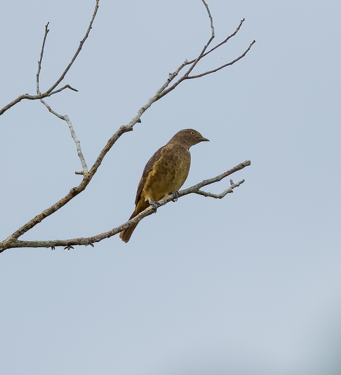 Plum-throated Cotinga - ML640332227