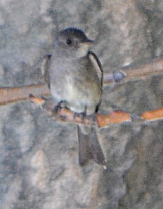 Pioui de l'Ouest - ML640332239