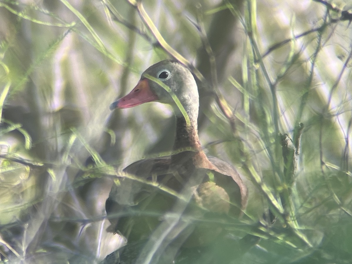 Black-bellied Whistling-Duck - ML640332295