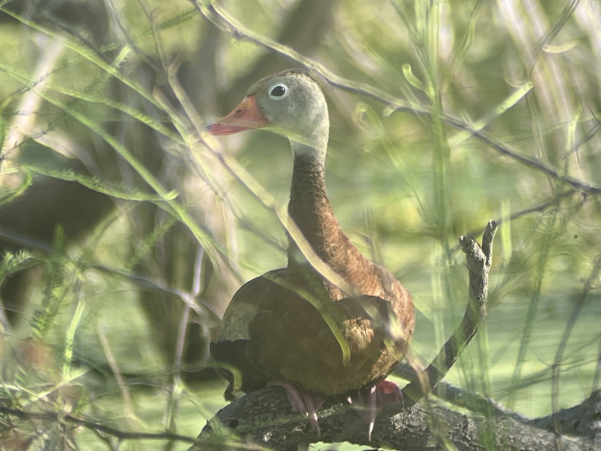 Black-bellied Whistling-Duck - ML640332296