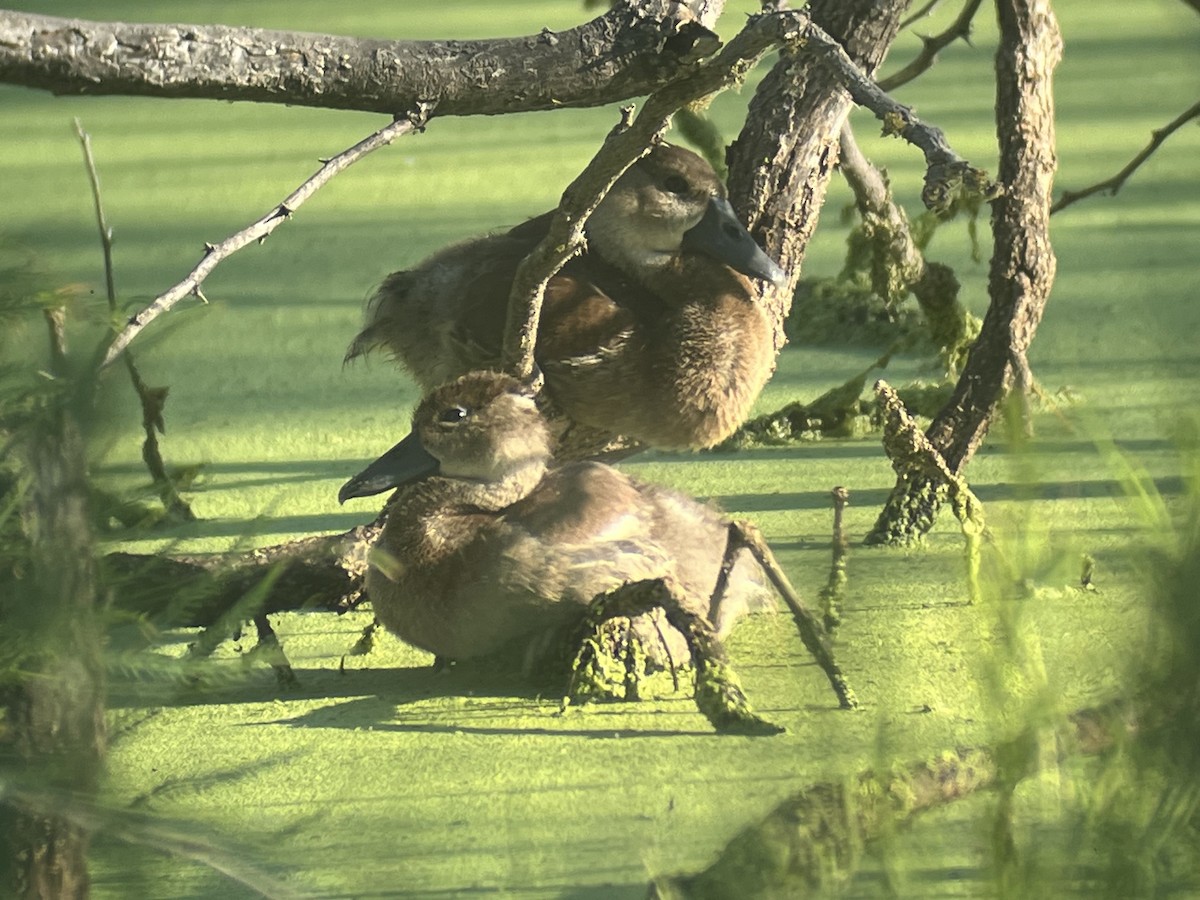 Black-bellied Whistling-Duck - ML640332297