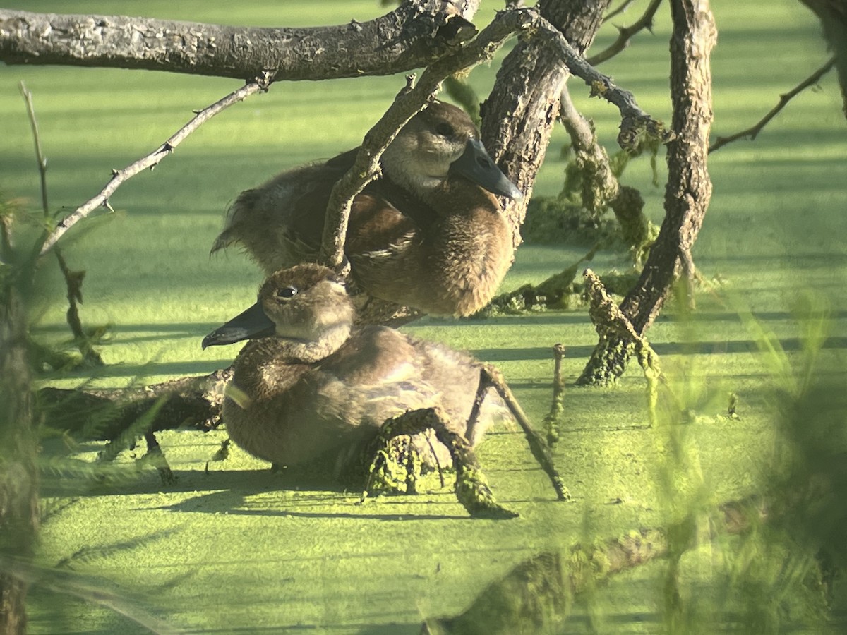 Black-bellied Whistling-Duck - ML640332298