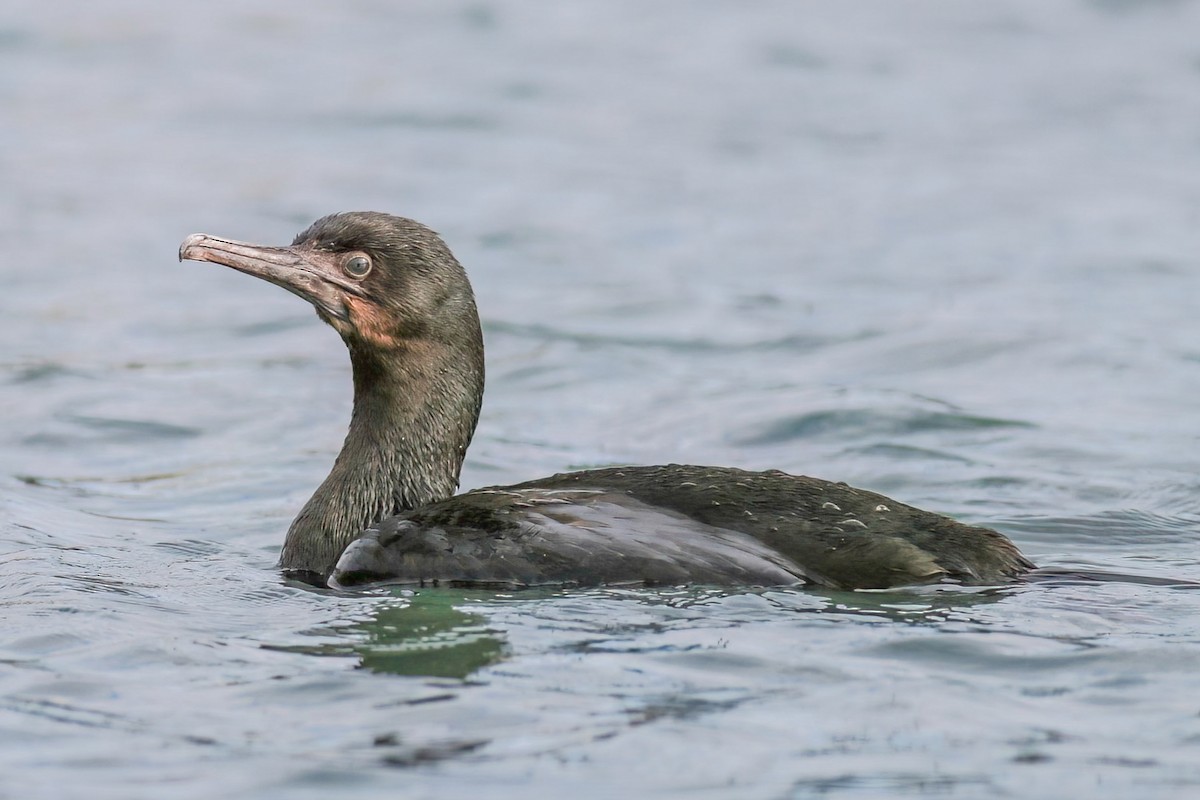 Brandt's Cormorant - ML640332321