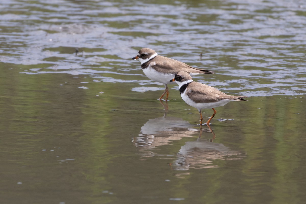 Semipalmated Plover - ML640332339