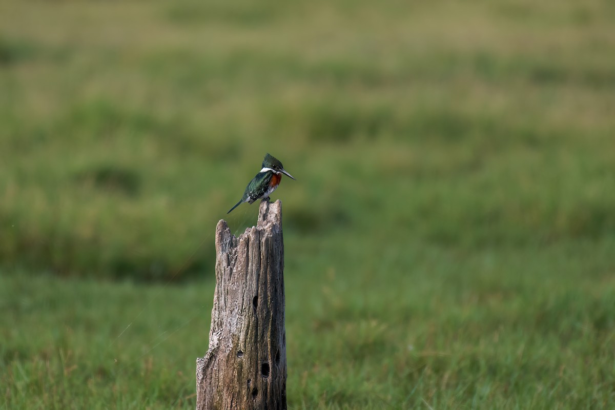 Amazon Kingfisher - ML640332348