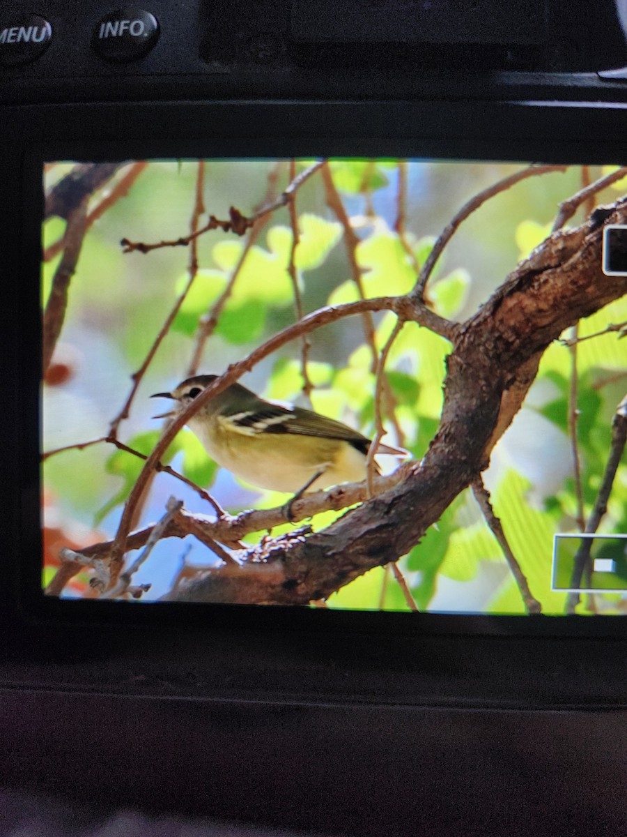 Cassin's Vireo - ML640332374