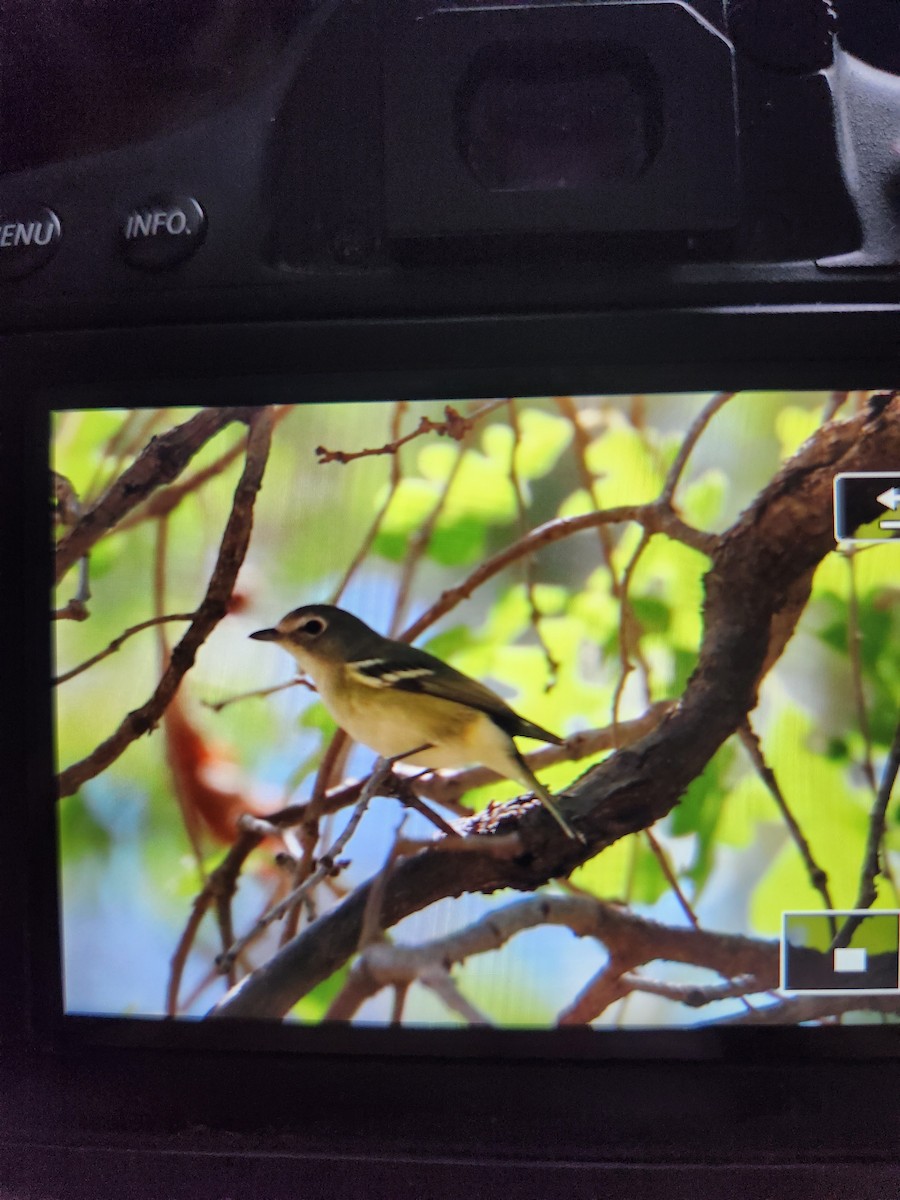 Cassin's Vireo - ML640332379