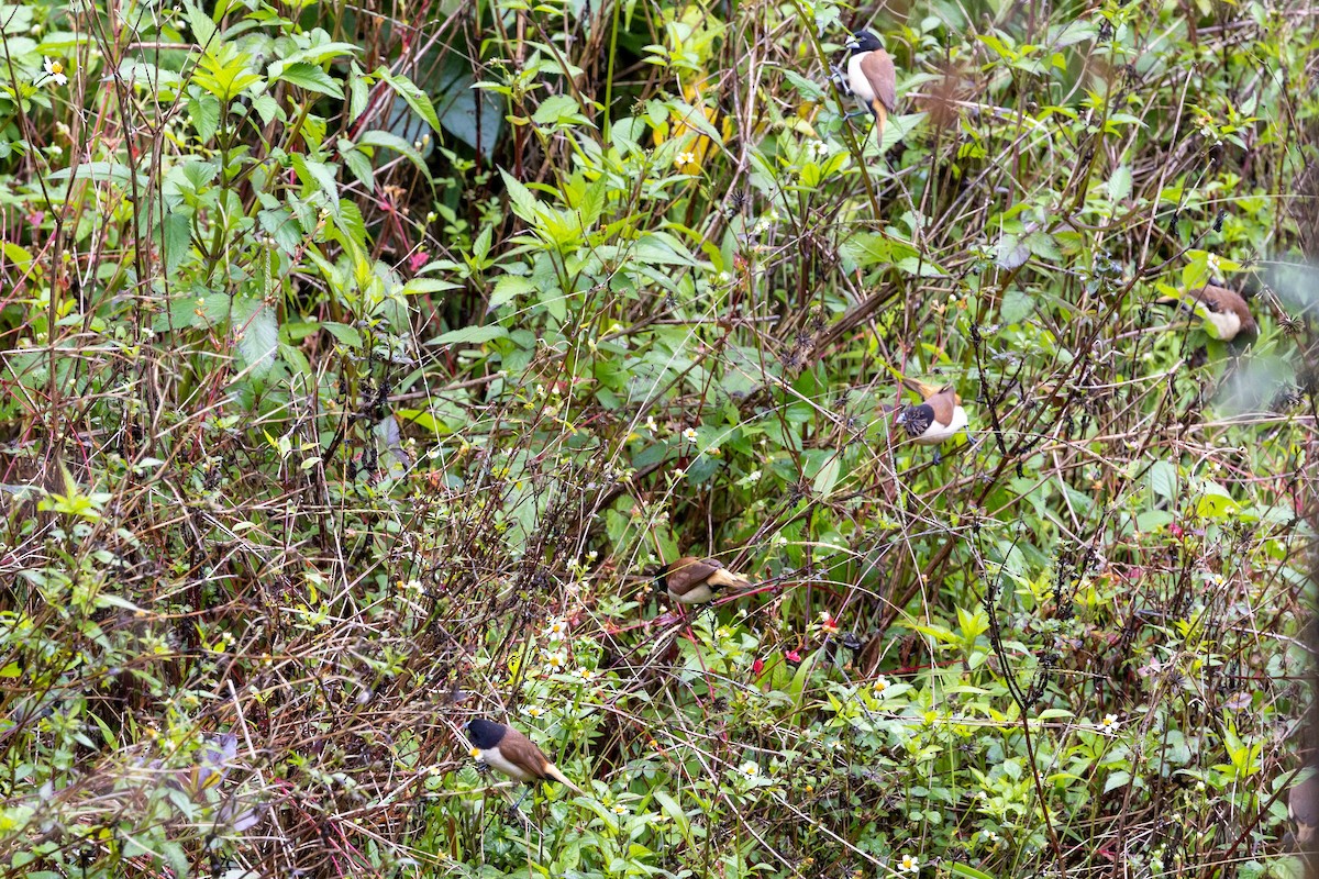 Hooded Munia - ML640332383
