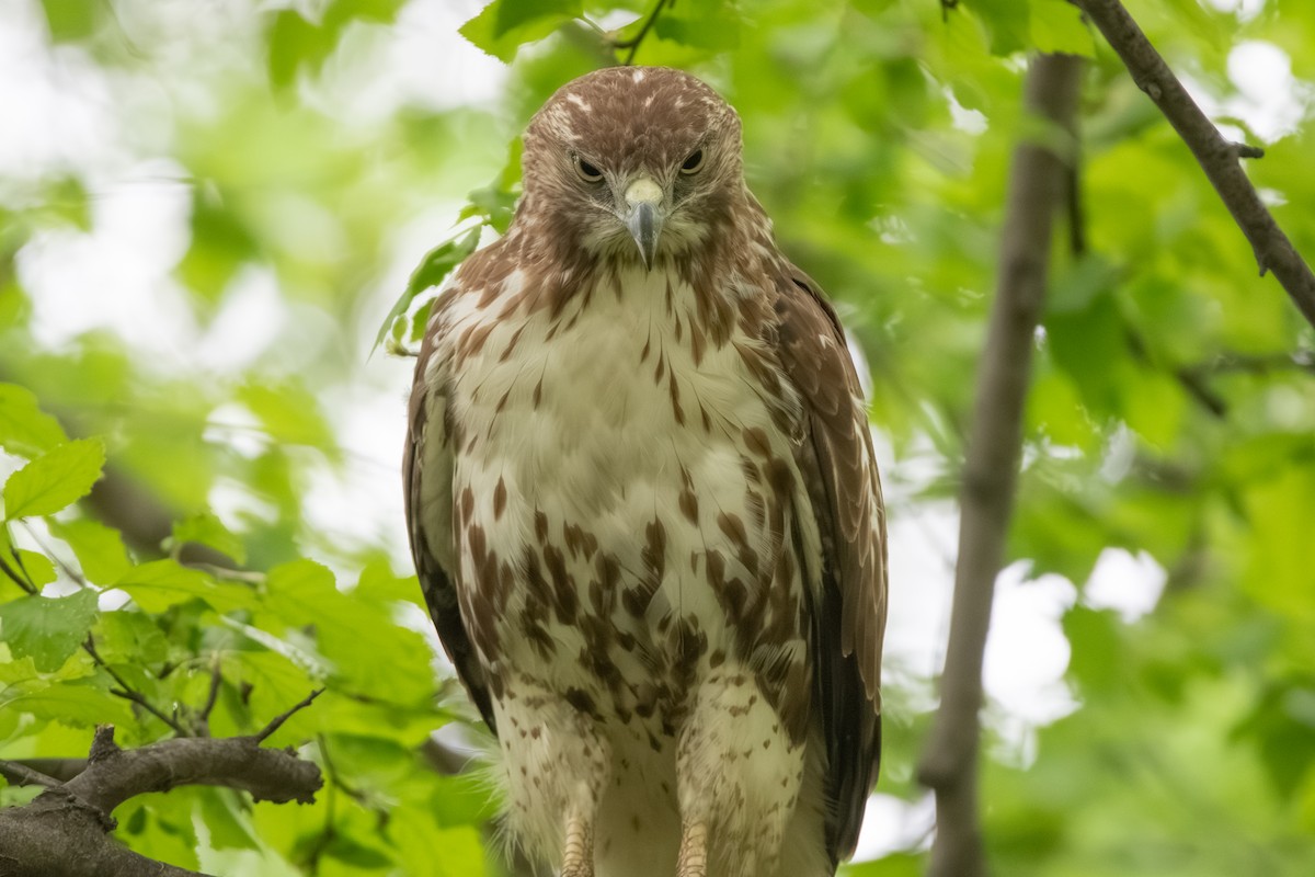 Red-tailed Hawk - ML640332415