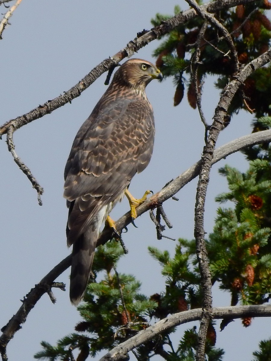 American Goshawk - ML640332502