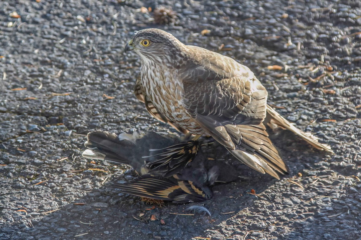 Sharp-shinned Hawk - ML640332549
