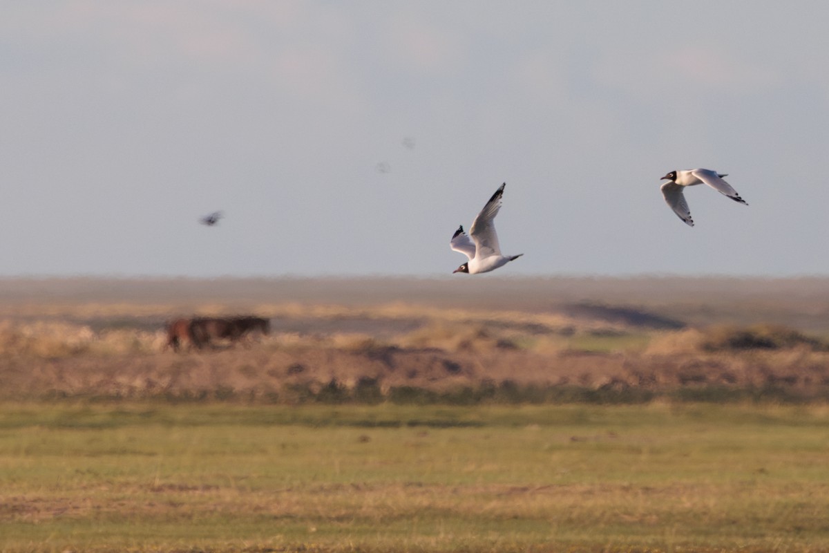 Mouette relique - ML640332606