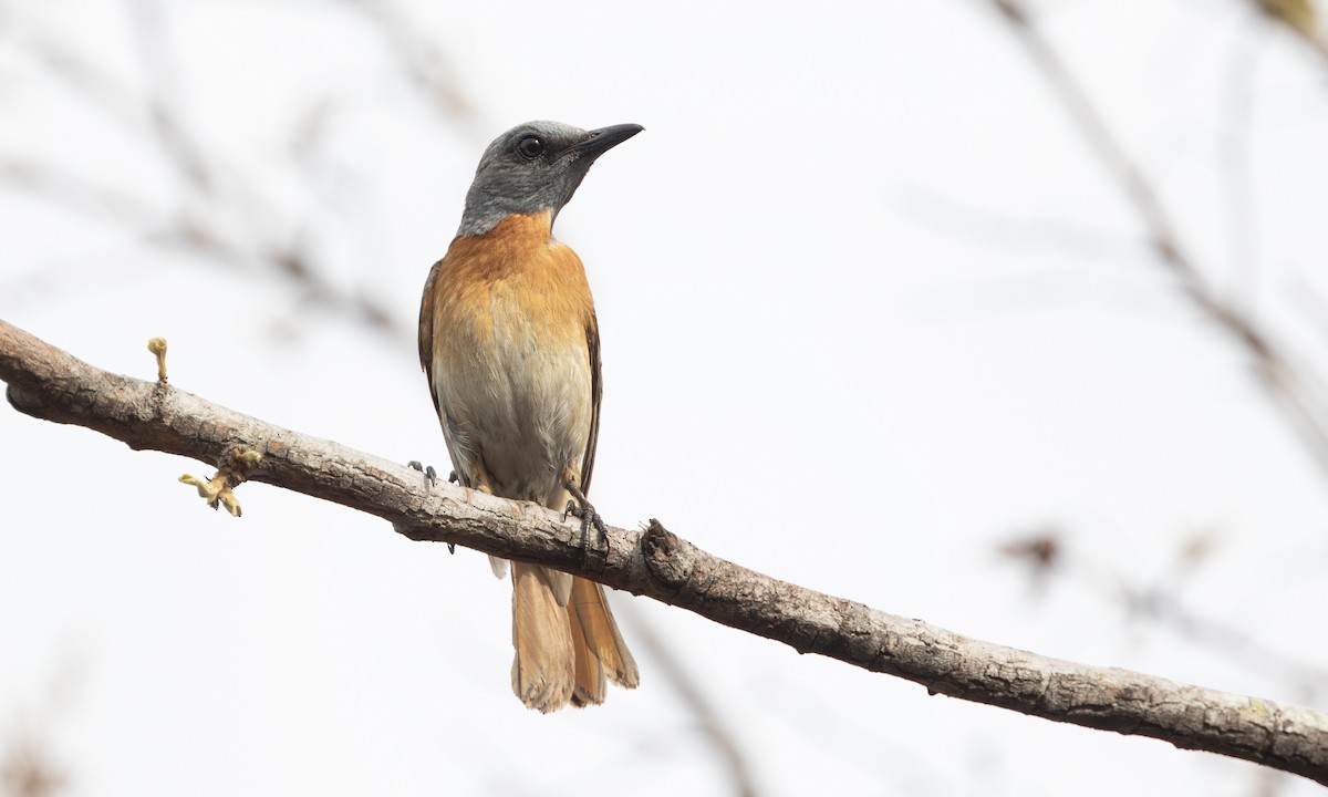 Miombo Rock-Thrush - ML640332646