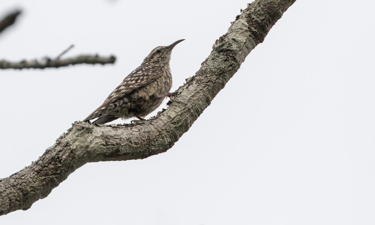 African Spotted Creeper - ML640332702
