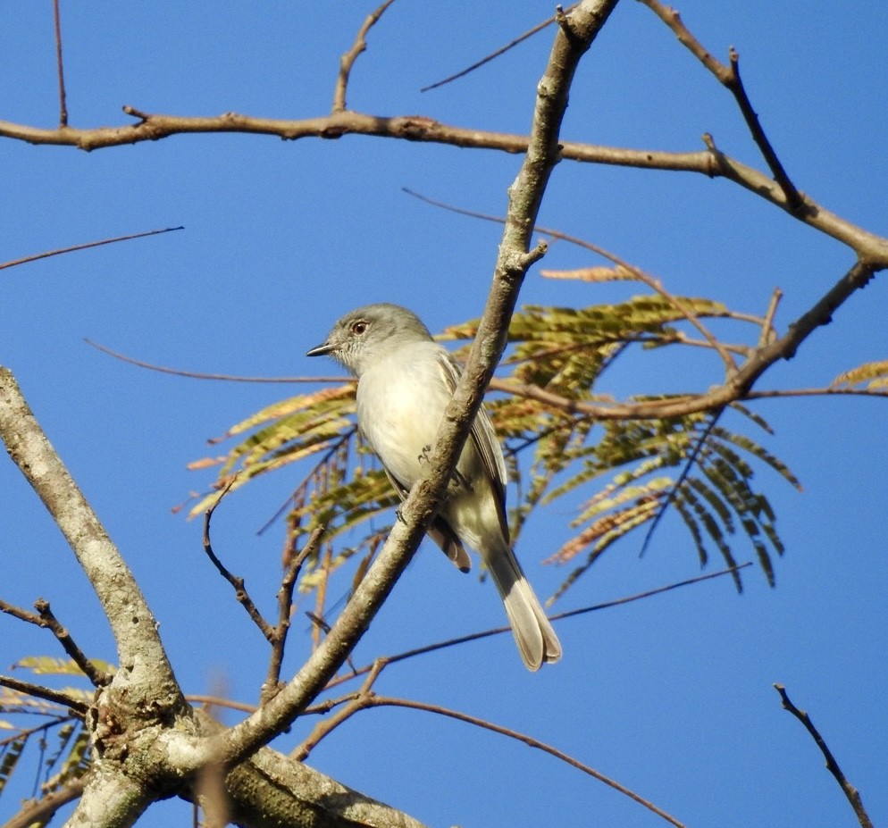 Gray-headed Elaenia - ML640332714