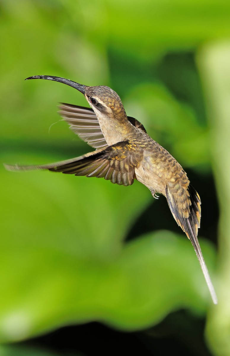 Great-billed Hermit - ML640332824