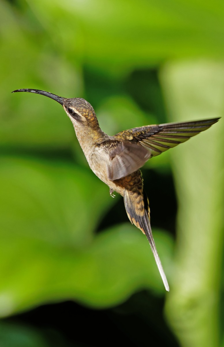 Great-billed Hermit - ML640332825