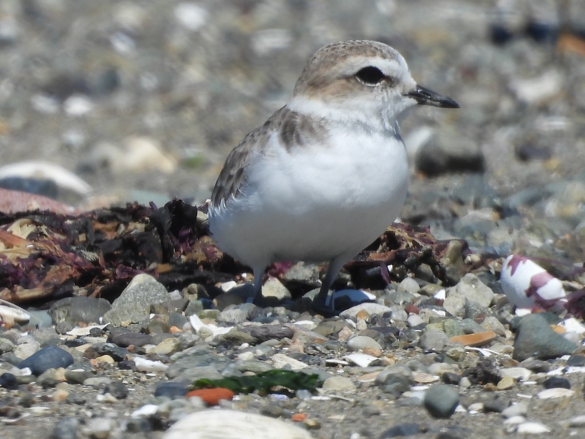Snowy Plover - ML640332908