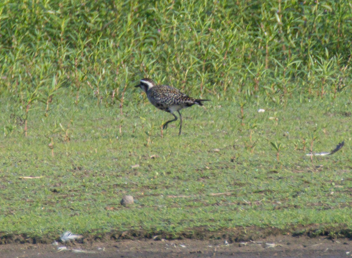 American Golden-Plover - ML640332915