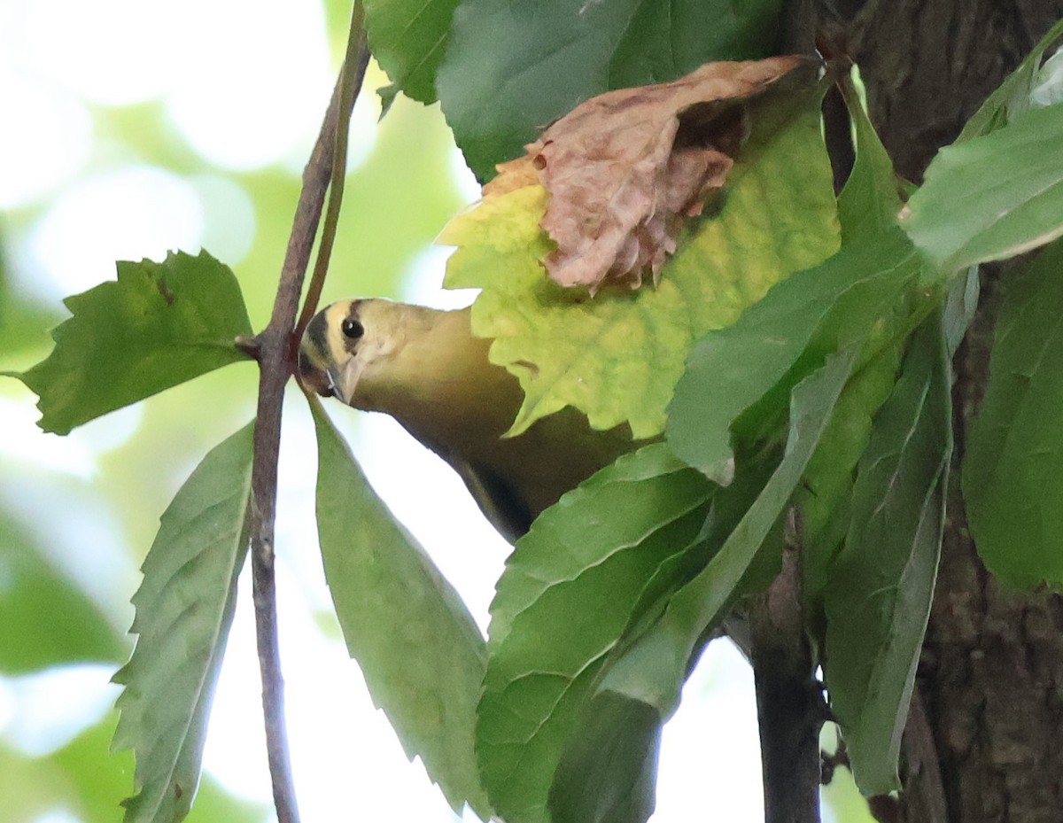 Worm-eating Warbler - ML640332950