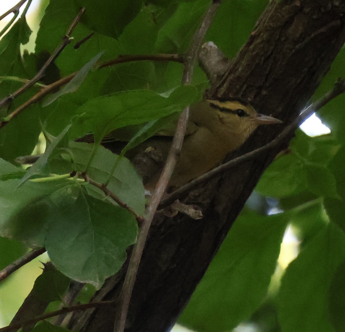Worm-eating Warbler - ML640332951