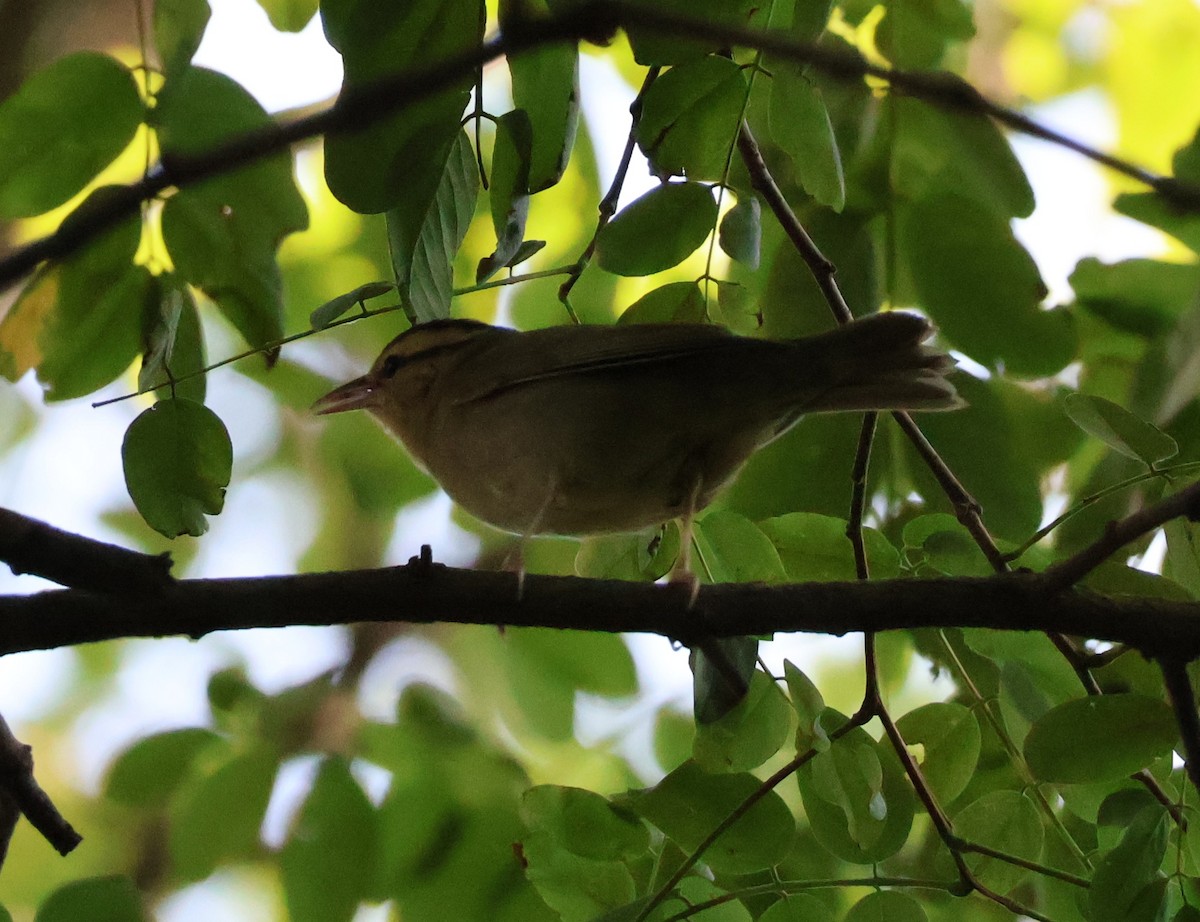 Worm-eating Warbler - ML640332952